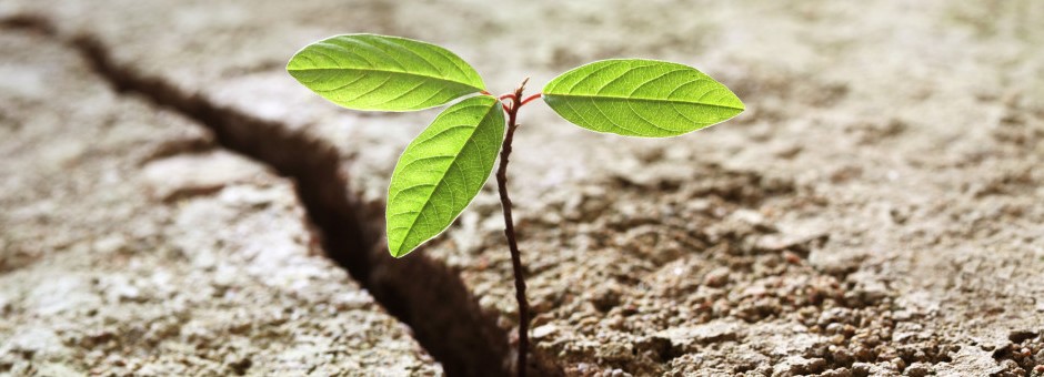 From small shoots grow your career with us